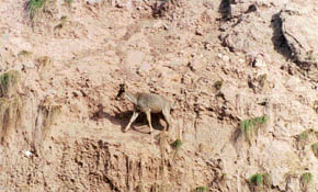A goral (mountain goat) sighted at Barwala