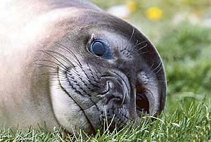 Elephant seals have a larger size than the grey seals