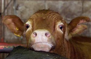 A herd having 95 per cent calving rate is considered free of infertility  problem.