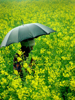 A farmer inspects his mustard field after a downpour in Ludhiana