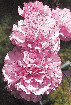 Carnations grow best in sandy loam soil