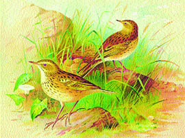 Some birds lay eggs in other birds nests 