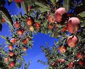 Winters tribute to orchardists hard work: a wreath of apples