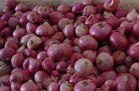 Onion (Allium cepa L)