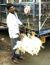 Chicken sales slide downwards