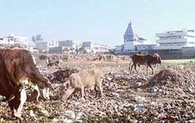 Stray cattle feast on scattered garbage in Sector 17 
