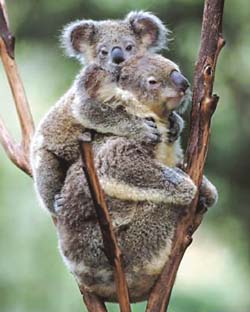The loveable koalas