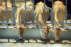 Follow the basic nutrition principle that any change in the feeding schedule should be gradual.