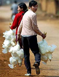 Girls run away after snatching chickens for food from a culling site at Thanh Oai district in Vietnam 