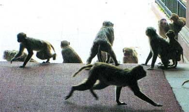 Simians prance around the gate of the Ministry of Defence in South Block
