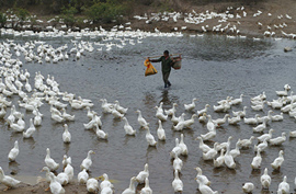 A villager walks through a duck farm on the outskirts of Nanning city