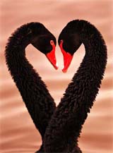 A pair of black swans