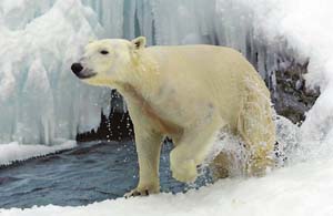 A female polar bear lives off her body fat during the harsh Arctic winter