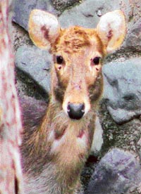 A female swamp deer that escaped after jumping over the wall of its enclosure at Chhat Bir Zoo
