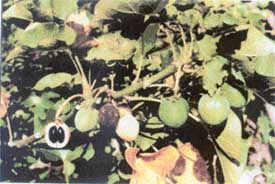 A jatropha tree, which was planted in the Northern Railway Diesel Shed on Friday