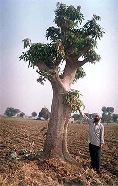 A 40-year-old seedling mango tree top-worked in 2003 with Rampurbola