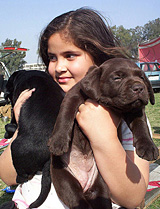 A girl cuddles two puppies at a Dog Show in Patiala 