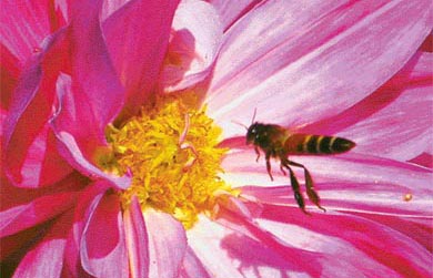 A honey bee sucks nectar from a flower in a garden