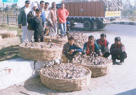 Baskets full of Chakors, which were seized at Karnal on Tuesday