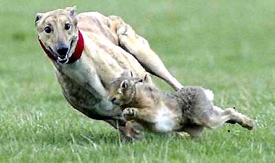 A hound chases a hare at the 157th Waterloo Cup hare coursing event in Altcar, northern England