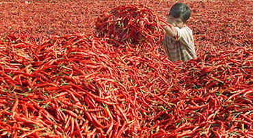 A boy heaps red chillies into a pile to be made into powder at a farm in Kadi village