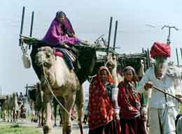 With the onset of summer, the Marwari families from Rajasthan have started migrating to Madhya Pradesh