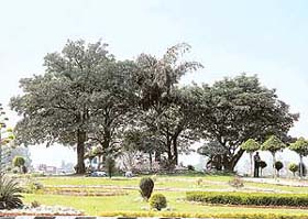 Balongi Chowk, maintained by the WWICS, got the first prize in the best roundabout category in Mohalis flower festival