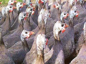 Turkey falcons in Patiala on Thursday