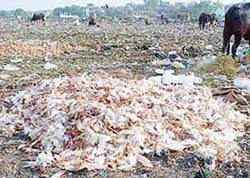 Poultry and slaughterhouse waste is being openly dumped in Dadumajra, along with municipal waste.
