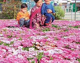 IN PINK OF SPRING
