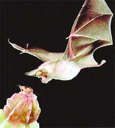 Dreams of bats are considered unlucky