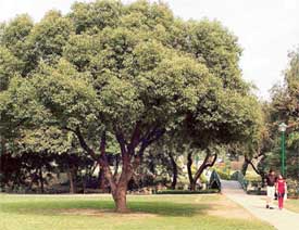 Photo by Pankaj Sharma