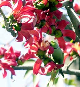 A parrot enjoys at a blossom tree