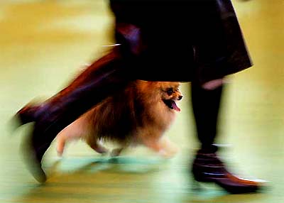A Pomeranian trots around the ring as it is judged in a toy class