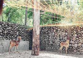 An uncovered portion of the enclosure housing the swamp deer in Chhat Bir Zoo.