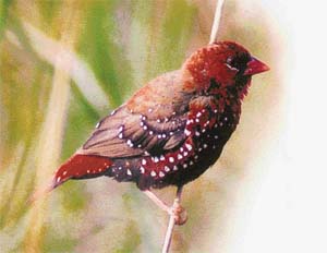 A male red munia in the process of acquiring full plumage which will be bright pink-red