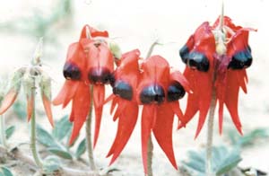Clianthus