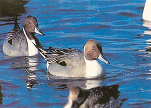 Northern pintails are found in large numbers in the lake