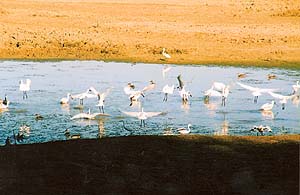 Migratory birds on the shore of Gajner Lake
