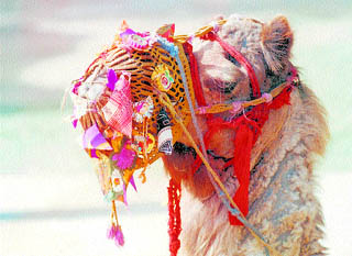 Caparisoned camels add colour to an arid terrain