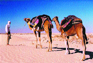 The sturdiness of the camel makes it the ship of the desertCAMELS are the perfect survival machines of the desert, 