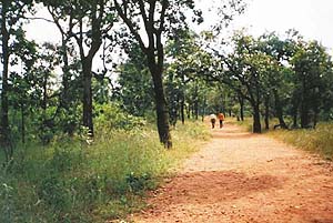 Lush avenues are ideal for long walks