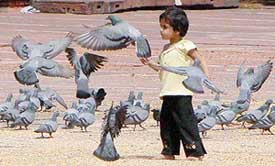 A kid enjoying the company of pigeons