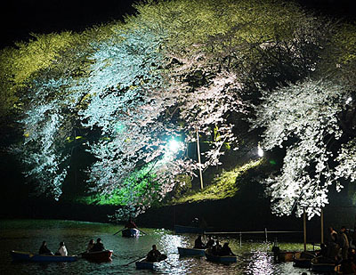 Japanese couples row boats under fully bloomed cherry blossoms