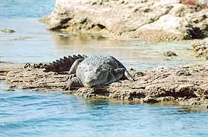A crocodile basking in the sun on an island in the Chambal river