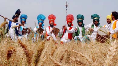 Punjabi youths perform bhangra at Jarkhar village as the wheat crop has matured