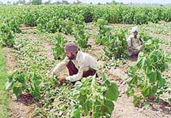 Disappointed farmers inspect the sunflower and muskmellon crops that were destroyed due to spray of outdated pesticides in Karkaur village, near Dera Bassi, on Thursday.
