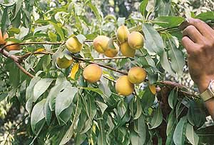 The distance between the peach fruit on a shoot should be 10 cm to 15 cm