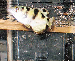 The  archer fish uses water droplets as weapons to shoot at  prey