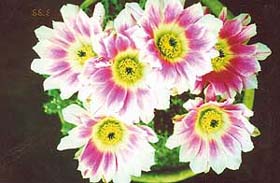 A cactus in bloom